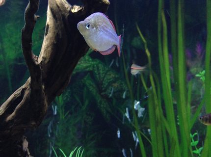 freshwater fish - melanotaenia praecox - praecox rainbow stocking in 90 gallons tank - Dwarf neon rainbow freshwater fish - melanotaenia praecox - praecox rainbow stocking in 90 gallons tank - Dwarf neon rainbow