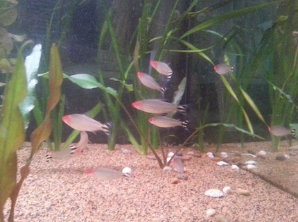 freshwater fish - hemigrammus bleheri - true rummynose tetra stocking in 50 gallons tank - rummynose tetras freshwater fish - hemigrammus bleheri - true rummynose tetra stocking in 50 gallons tank - rummynose tetras