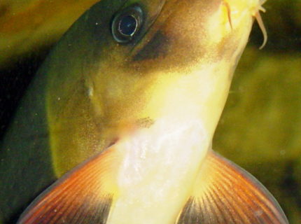 freshwater fish - botia macracantha - clown loach stocking in 75 gallons tank - clown loach, posing for a close-up, nice look at mouth and barbels. freshwater fish - botia macracantha - clown loach stocking in 75 gallons tank - clown loach, posing for a close-up, nice look at mouth and barbels.