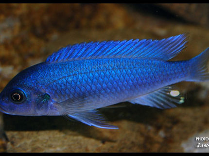 Rated #8: Freshwater Fish - Pseudotropheus Estherae - Red Zebra Cichlid Stocking In 47 Gallons Tank - Red Zebra African Cichlid Rated #8: Freshwater Fish - Pseudotropheus Estherae - Red Zebra Cichlid Stocking In 47 Gallons Tank - Red Zebra African Cichlid