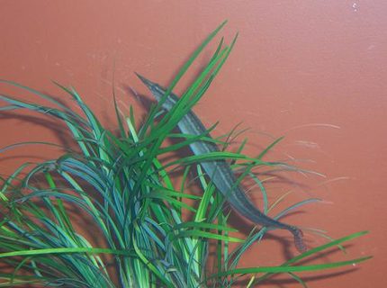 freshwater fish - mastacembelus erythrotaenia - fire eel stocking in 55 gallons tank - 6" Peacock Eel
Ever since i got this fish, he would stay burried beneath the gravel. But ever since i got this seagrass type plant he has been alot more active. freshwater fish - mastacembelus erythrotaenia - fire eel stocking in 55 gallons tank - 6" Peacock Eel
Ever since i got this fish, he would stay burried beneath the gravel. But ever since i got this seagrass type plant he has been alot more active.