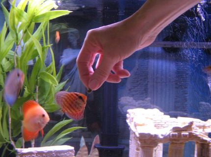 Rated #9: Freshwater Fish - Symphysodon Sp. - Blue Diamond Discus Stocking In 46 Gallons Tank - My baby Discus being hand fed in one of my 46 gallon Bow Fronts Rated #9: Freshwater Fish - Symphysodon Sp. - Blue Diamond Discus Stocking In 46 Gallons Tank - My baby Discus being hand fed in one of my 46 gallon Bow Fronts