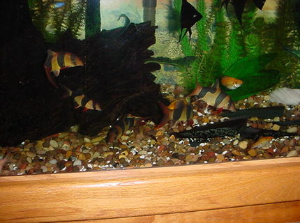 freshwater fish - botia macracantha - clown loach stocking in 125 gallons tank - My Clown Posse freshwater fish - botia macracantha - clown loach stocking in 125 gallons tank - My Clown Posse
