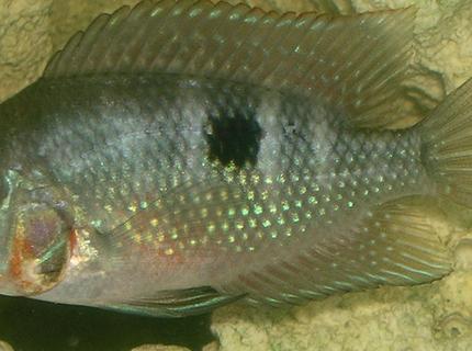 freshwater fish - thorichthys meeki - firemouth cichlid stocking in 55 gallons tank - My Infant Firemouth Cichlid freshwater fish - thorichthys meeki - firemouth cichlid stocking in 55 gallons tank - My Infant Firemouth Cichlid