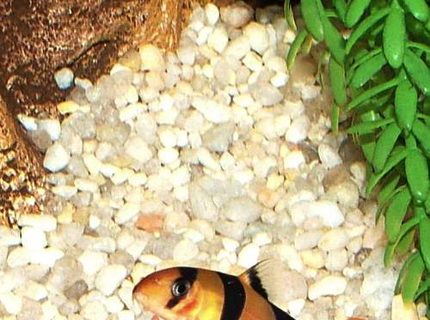 freshwater fish - botia macracantha - clown loach stocking in 46 gallons tank - Clown Loach freshwater fish - botia macracantha - clown loach stocking in 46 gallons tank - Clown Loach
