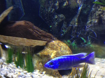freshwater fish - sciaenochromis fryeri - electric blue hap stocking in 75 gallons tank - Hap ahli freshwater fish - sciaenochromis fryeri - electric blue hap stocking in 75 gallons tank - Hap ahli