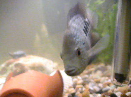 freshwater fish - nandopsis octofasciatum - jack dempsey stocking in 100 gallons tank - me texas depsey excellent chicalid freshwater fish - nandopsis octofasciatum - jack dempsey stocking in 100 gallons tank - me texas depsey excellent chicalid