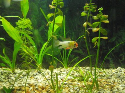 freshwater fish - papiliochromis ramirezi - german blue ram stocking in 29 gallons tank - German Blue Ram freshwater fish - papiliochromis ramirezi - german blue ram stocking in 29 gallons tank - German Blue Ram