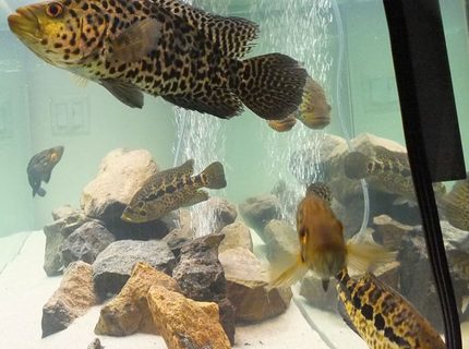 freshwater fish - parachromis managuensis - jaguar cichlid stocking in 125 gallons tank - (Parachromis Managuensis)AKA Jaguar Cichlid freshwater fish - parachromis managuensis - jaguar cichlid stocking in 125 gallons tank - (Parachromis Managuensis)AKA Jaguar Cichlid