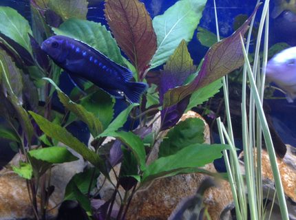 freshwater fish - melanochromis cyaneorhabdos - maingano cichlid stocking in 58 gallons tank - My Maingano freshwater fish - melanochromis cyaneorhabdos - maingano cichlid stocking in 58 gallons tank - My Maingano