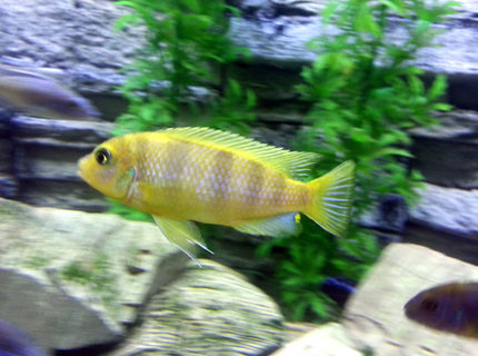freshwater fish - metriaclima lombardoi - kenyi cichlid stocking in 55 gallons tank - Lombardoi Cichlid freshwater fish - metriaclima lombardoi - kenyi cichlid stocking in 55 gallons tank - Lombardoi Cichlid