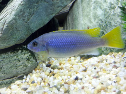freshwater fish - pseudotropheus acei - acei cichlid stocking in 55 gallons tank - Yellow Tail Acei Cichlid freshwater fish - pseudotropheus acei - acei cichlid stocking in 55 gallons tank - Yellow Tail Acei Cichlid
