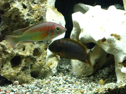 freshwater fish - iodotropheus sprengerae - rusty cichlid stocking in 55 gallons tank - Kyoga flameback and rusty freshwater fish - iodotropheus sprengerae - rusty cichlid stocking in 55 gallons tank - Kyoga flameback and rusty