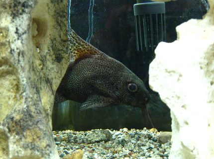 freshwater fish - synodontis eupterus - synodontis eupterus catfish stocking in 55 gallons tank - Synodontis eupterus freshwater fish - synodontis eupterus - synodontis eupterus catfish stocking in 55 gallons tank - Synodontis eupterus