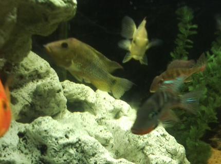 freshwater fish - thorichthys meeki - firemouth cichlid stocking in 135 gallons tank - EARTH EATERS AND FIREMOUTH freshwater fish - thorichthys meeki - firemouth cichlid stocking in 135 gallons tank - EARTH EATERS AND FIREMOUTH