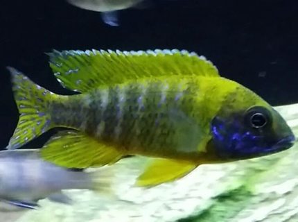 Rated #8: Freshwater Fish - Aulonocara Baenschi - Sunshine Peacock Stocking In 55 Gallons Tank - Sunshine Peacock Rated #8: Freshwater Fish - Aulonocara Baenschi - Sunshine Peacock Stocking In 55 Gallons Tank - Sunshine Peacock
