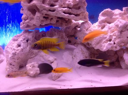 freshwater fish - copadichromis borleyi - yellowfin borleyi cichlid stocking in 55 gallons tank - Cichlids freshwater fish - copadichromis borleyi - yellowfin borleyi cichlid stocking in 55 gallons tank - Cichlids