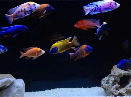 Rated #6: Freshwater Fish - Aulonocara Nyassae Var. - Peacock Cichlid, Orange Blossom Stocking In 120 Gallons Tank - Malawi peacocks Rated #6: Freshwater Fish - Aulonocara Nyassae Var. - Peacock Cichlid, Orange Blossom Stocking In 120 Gallons Tank - Malawi peacocks