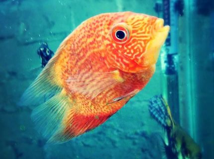 Rated #7: Freshwater Fish - Heros Efasciatus - Red Spot Severum Stocking In 100 Gallons Tank - Red spot severum. Rated #7: Freshwater Fish - Heros Efasciatus - Red Spot Severum Stocking In 100 Gallons Tank - Red spot severum.