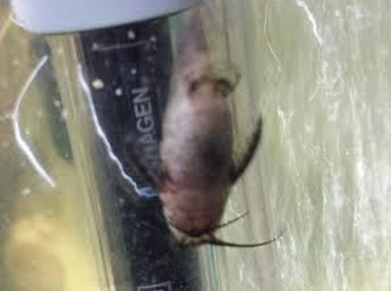 freshwater fish - synodontis nigriventris - upside down catfish stocking in 55 gallons tank - upside-down catfish freshwater fish - synodontis nigriventris - upside down catfish stocking in 55 gallons tank - upside-down catfish