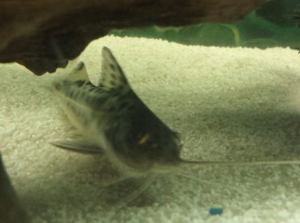 freshwater fish - pimelodus pictus - pictus catfish stocking in 55 gallons tank - Our pictus. freshwater fish - pimelodus pictus - pictus catfish stocking in 55 gallons tank - Our pictus.