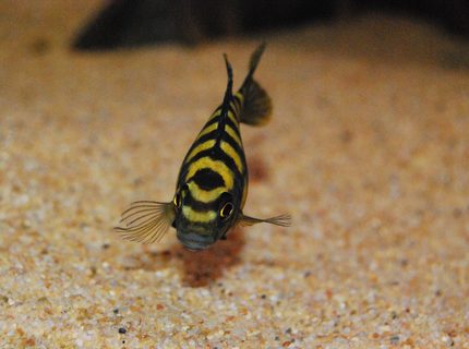 freshwater fish - pseudotropheus crabro - bumblebee cichlid stocking in 264 gallons tank - Pseudotropheus crabro (Bumblebee Cichlid)
checking me out while I take a few pics freshwater fish - pseudotropheus crabro - bumblebee cichlid stocking in 264 gallons tank - Pseudotropheus crabro (Bumblebee Cichlid)
checking me out while I take a few pics
