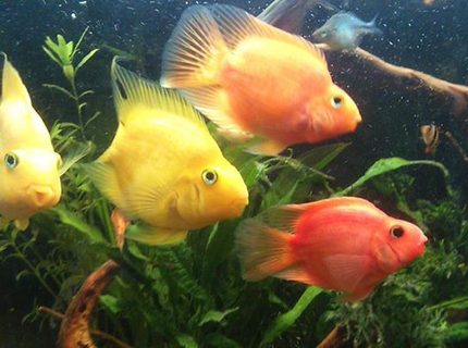 freshwater fish - heros severus x amphilophus citrinellum - blood parrot stocking in 50 gallons tank - parrot fish freshwater fish - heros severus x amphilophus citrinellum - blood parrot stocking in 50 gallons tank - parrot fish