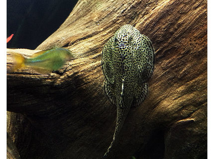 Rated #4: Freshwater Fish - Beaufortia Kweichowensis - Butterfly Hillstream Loach Stocking In 60 Gallons Tank - My hillstream loach chowing down on some driftwood. There Rated #4: Freshwater Fish - Beaufortia Kweichowensis - Butterfly Hillstream Loach Stocking In 60 Gallons Tank - My hillstream loach chowing down on some driftwood. There's also a (very motion-blurred) dwarf rainbow fish trying to get a closer look at it.