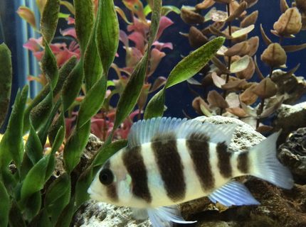 Rated #10: Freshwater Fish - Cyphotilapia Frontosa - Frontosa Cichlid Stocking In 75 Gallons Tank - Young Frontosa Rated #10: Freshwater Fish - Cyphotilapia Frontosa - Frontosa Cichlid Stocking In 75 Gallons Tank - Young Frontosa