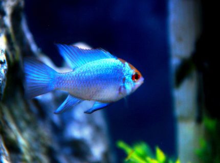 Rated #5: Freshwater Fish Stocking In 52 Gallons Tank - Electric Blues!! Rated #5: Freshwater Fish Stocking In 52 Gallons Tank - Electric Blues!!