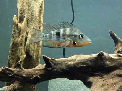 freshwater fish - thorichthys meeki - firemouth cichlid stocking in 45 gallons tank - Firemouth Cichlid freshwater fish - thorichthys meeki - firemouth cichlid stocking in 45 gallons tank - Firemouth Cichlid