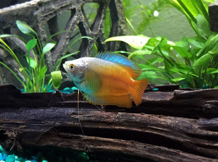 freshwater fish - colisa lalia - flame dwarf gourami stocking in 15 gallons tank - flame dwarf gourami freshwater fish - colisa lalia - flame dwarf gourami stocking in 15 gallons tank - flame dwarf gourami