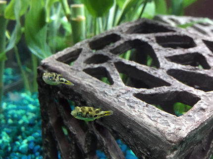 freshwater fish - carinotetraodon travancoricus - dwarf puffer stocking in 15 gallons tank - dwarf puffer freshwater fish - carinotetraodon travancoricus - dwarf puffer stocking in 15 gallons tank - dwarf puffer