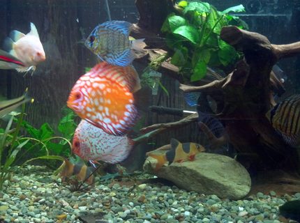 Rated #10: Freshwater Fish Stocking In 220 Gallons Tank - a couple of my discus Rated #10: Freshwater Fish Stocking In 220 Gallons Tank - a couple of my discus