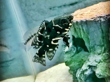 Rated #4: Freshwater Fish Stocking In 125 Gallons Tank - Baby Tiger Oscar Rated #4: Freshwater Fish Stocking In 125 Gallons Tank - Baby Tiger Oscar