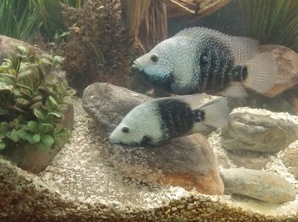 Rated #6: Freshwater Fish Stocking In 150 Gallons Tank - Breeding pair of texas cichlids Rated #6: Freshwater Fish Stocking In 150 Gallons Tank - Breeding pair of texas cichlids
