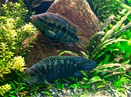 Rated #7: Freshwater Fish Stocking In 120 Gallons Tank - Adult Jack Dempsey pair. They are both 6+ inches. Rated #7: Freshwater Fish Stocking In 120 Gallons Tank - Adult Jack Dempsey pair. They are both 6+ inches.