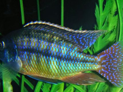 Rated #8: Freshwater Fish Stocking In 90 Gallons Tank - Red empress Rated #8: Freshwater Fish Stocking In 90 Gallons Tank - Red empress