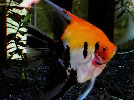 Rated #9: Freshwater Fish Stocking In 34 Gallons Tank - My Beautiful Blushing Koi Angelfish, Samson, a nearly full grown male. (I think he is a male!) Rated #9: Freshwater Fish Stocking In 34 Gallons Tank - My Beautiful Blushing Koi Angelfish, Samson, a nearly full grown male. (I think he is a male!)