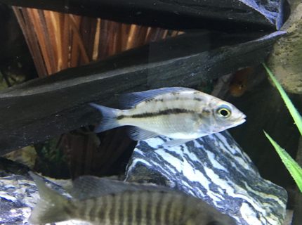 freshwater fish stocking in 45 gallons tank - Juvenile Red Empress 1-6-17 freshwater fish stocking in 45 gallons tank - Juvenile Red Empress 1-6-17