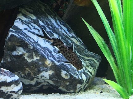freshwater fish stocking in 45 gallons tank - Synodontis Polli 1-6-17 freshwater fish stocking in 45 gallons tank - Synodontis Polli 1-6-17