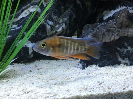 freshwater fish stocking in 45 gallons tank - Juvi. Jacobfriebergi 1-9 freshwater fish stocking in 45 gallons tank - Juvi. Jacobfriebergi 1-9