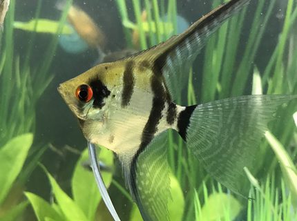 Rated #2: Freshwater Fish Stocking In 29 Gallons Tank - Zebra veil angel Rated #2: Freshwater Fish Stocking In 29 Gallons Tank - Zebra veil angel