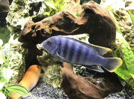 freshwater fish stocking in 60 gallons tank - Cobalt blue Zebra Cichlid freshwater fish stocking in 60 gallons tank - Cobalt blue Zebra Cichlid