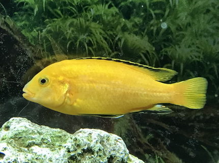 freshwater fish stocking in 60 gallons tank - Electric Yellow Cichlid freshwater fish stocking in 60 gallons tank - Electric Yellow Cichlid