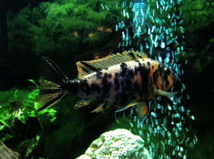 freshwater fish stocking in 60 gallons tank - Orange Blossom freshwater fish stocking in 60 gallons tank - Orange Blossom