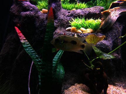 freshwater fish stocking in 75 gallons tank - African Butterfly Cichlid freshwater fish stocking in 75 gallons tank - African Butterfly Cichlid