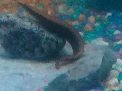 freshwater fish stocking in 30 gallons tank - This is Michael Bubble-ay (get it), he is a young peacock eel and he acts like he owns the tank, hes not known for messing around much, one could even say hes the r-eel d-eel. freshwater fish stocking in 30 gallons tank - This is Michael Bubble-ay (get it), he is a young peacock eel and he acts like he owns the tank, hes not known for messing around much, one could even say hes the r-eel d-eel.