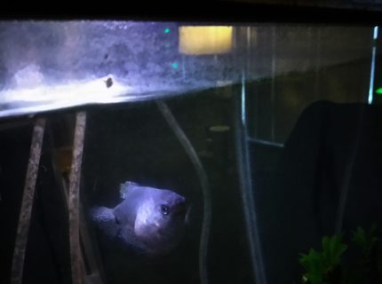 freshwater fish stocking in 35 gallons tank - Blue gourami named spot what is wrong with it not sure what's going on here it's been like this for 2weeks so far freshwater fish stocking in 35 gallons tank - Blue gourami named spot what is wrong with it not sure what's going on here it's been like this for 2weeks so far