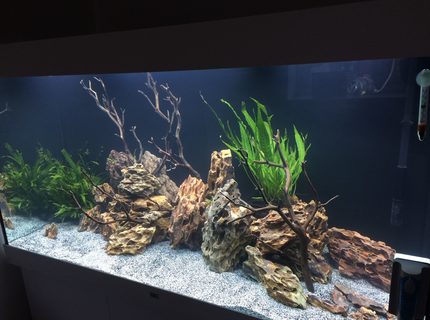 freshwater fish stocking in 350 gallons tank - Malawi Cichlids freshwater fish stocking in 350 gallons tank - Malawi Cichlids